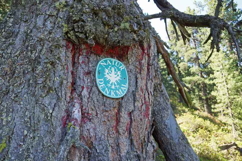 Diese Zirbe ist ein Naturdenkmal und der älteste Baum in Tirol, Foto TVB Hall-Wattens.at