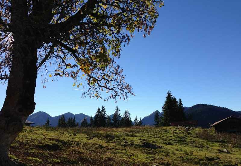 Der Ahornbaum bei der Nonnnalm - ein Naturdenkmal im Karwendelgebirge 