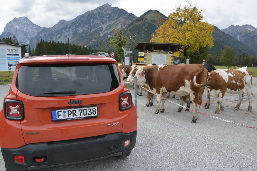 Am offiziellen Parkplatz in Pertisau am Eingang der Karwendeltäler "parken" die Kühe neben den Autos, aber mit Absperrung getrennt 