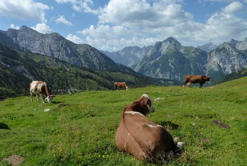 Schöne Almlandschaft auf dem Plumsjoch, die Kühe grasen vor der Kulisse des Karwendelgebirge