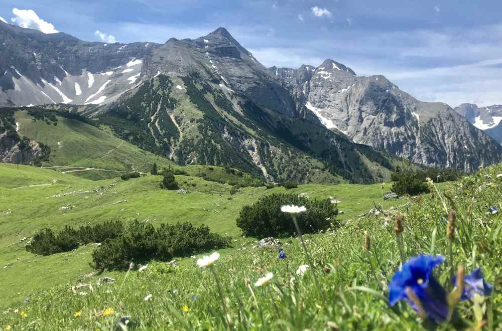 Nun ist das Plumsjoch nicht mehr weit: Die Almwiesen mit den Blumen, samt Enzian