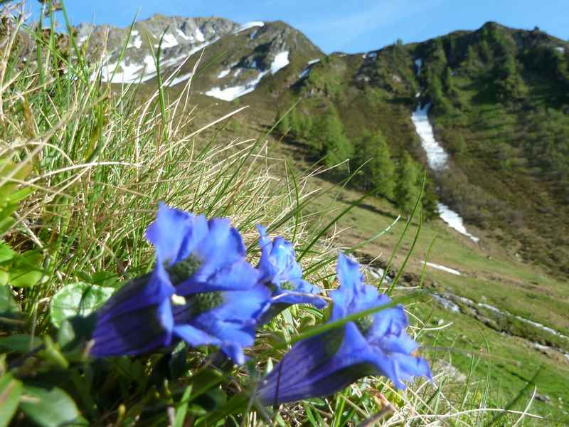 Im Sommer wachsen hier auch Enzian und Almrosen auf dem Kellerjoch oberhalb der Proxen