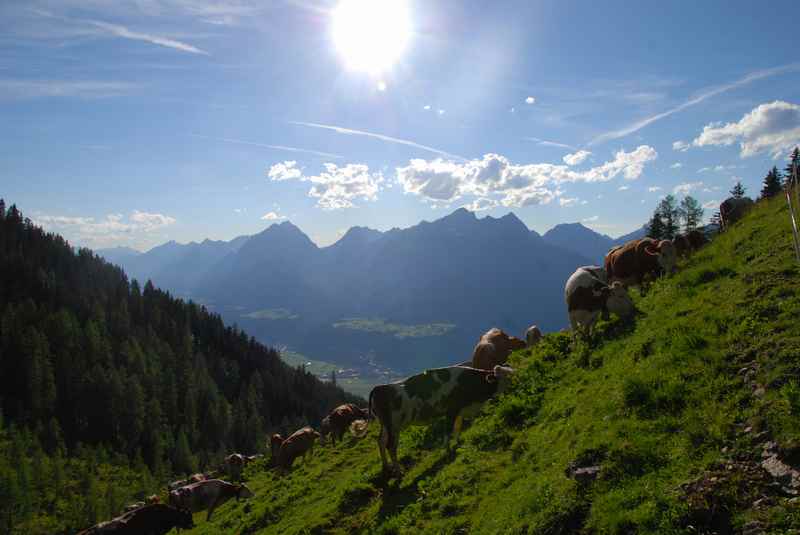 Das ist der schöne Blick auf das Karwendel - direkt auf der Proxenalm wo im Sommer die Kühe auf der Alm sind