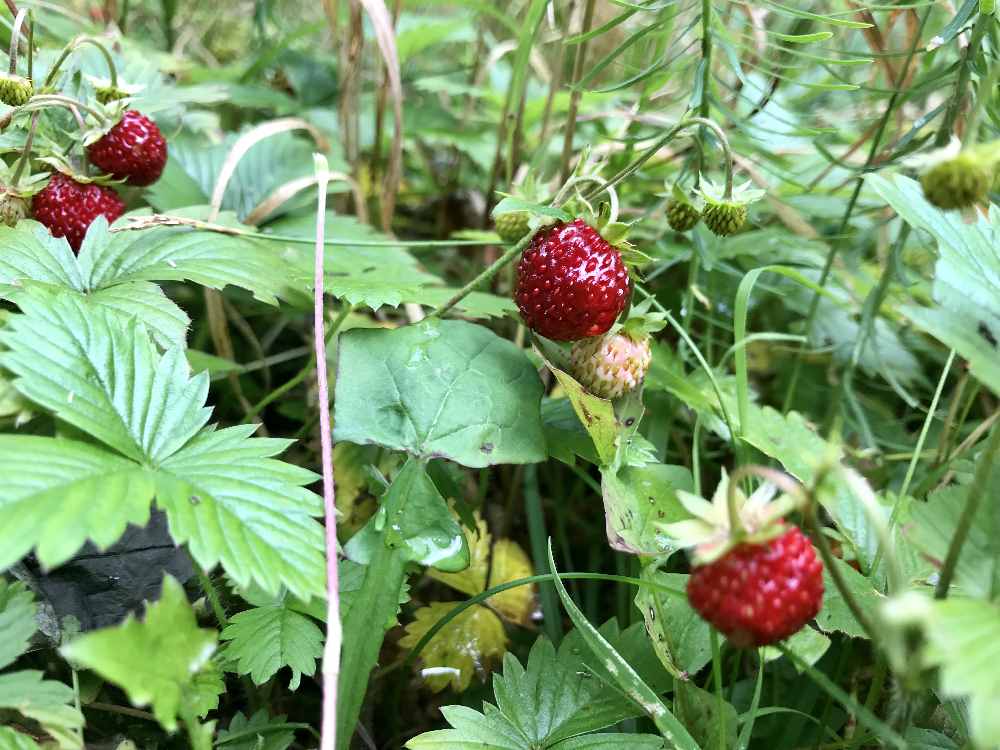 Am Wanderweg im Wald wachsen Walderdbeeren - ein paar reife Beeren lassen wir uns auf unserer Hüttentour schmecken