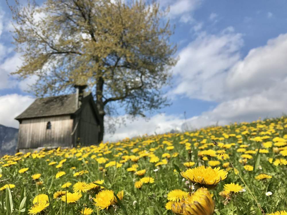 Radfahren Frühling im Karwendel - auf dem Innradweg und auf die sonnigen Anhöhen