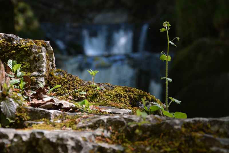 Moose und Pflanzen können am Wasser nache des Rottachfalls gut wachsen