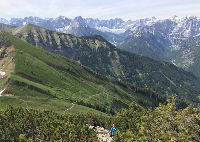 Durch die Latschen auf den Scharfreiter oder Schafreuter im Karwendel wandern 