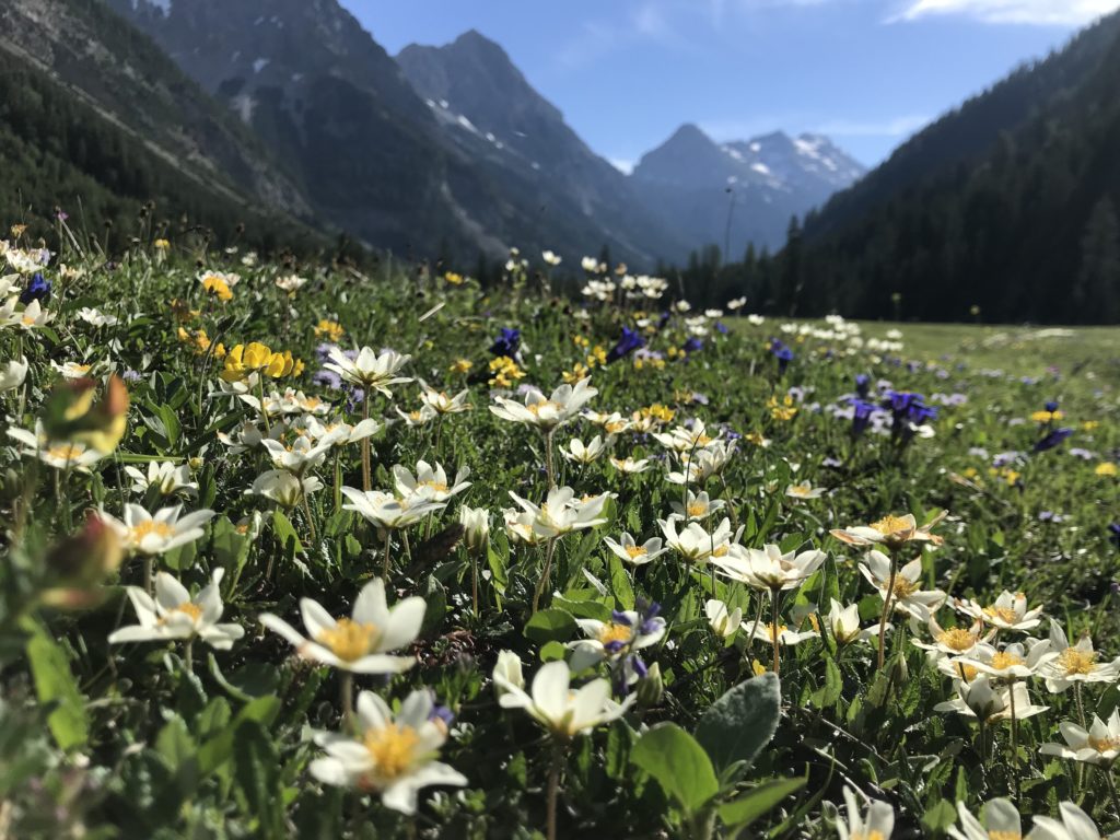 Die Blumen blühen am Talboden im Sommer im  Karwendeltal