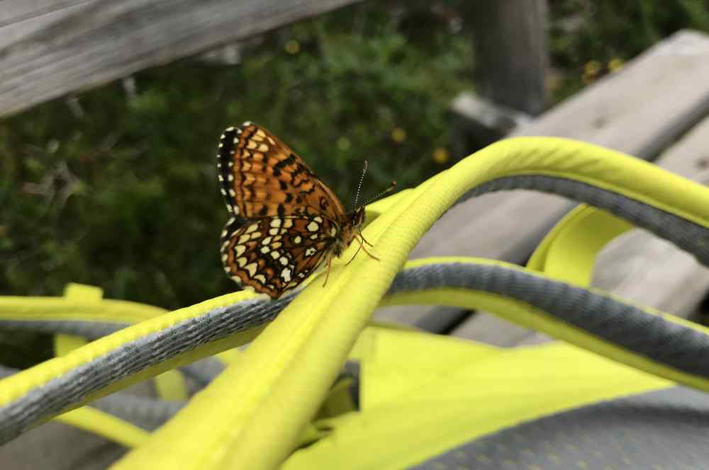 Pause mit Schmetterling - auf einer der vielen Bänke am Isarursprung