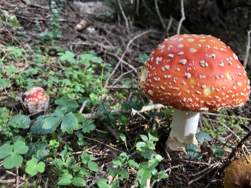 Im Schwammerlwald: Wo die giftigen Pilze wachsen, sind die Essbaren nicht weit!