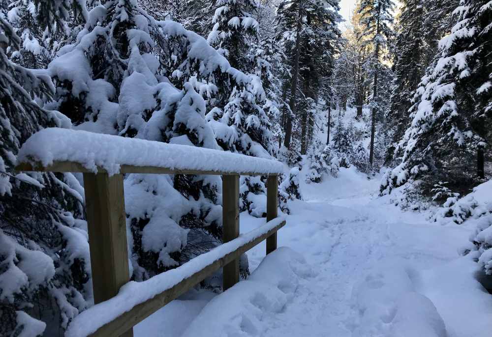 Winterwanderung Seefeld ab Wildmoos durch den Wald zum Brunschkopf