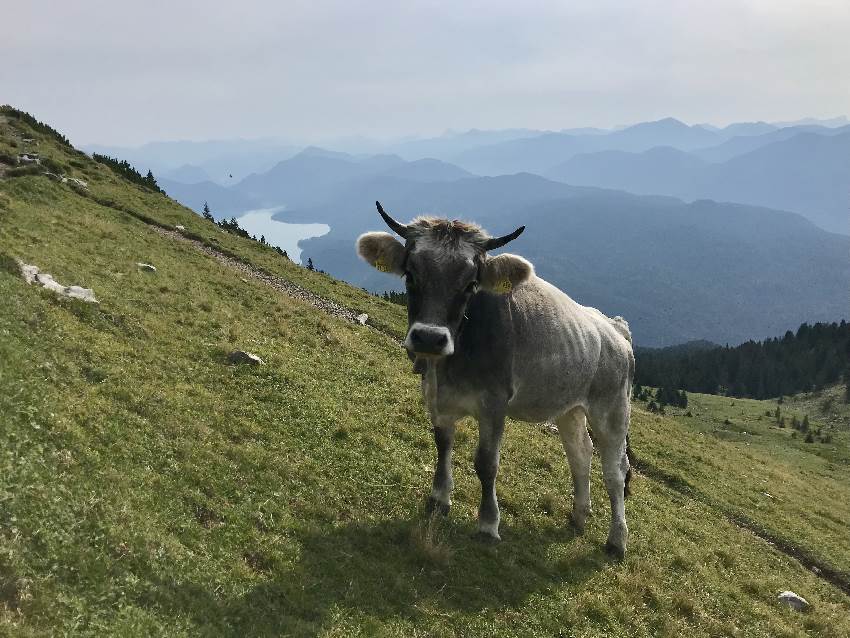 Echte Almwiese mit Kühen am Simetsberg, samt Walchensee 