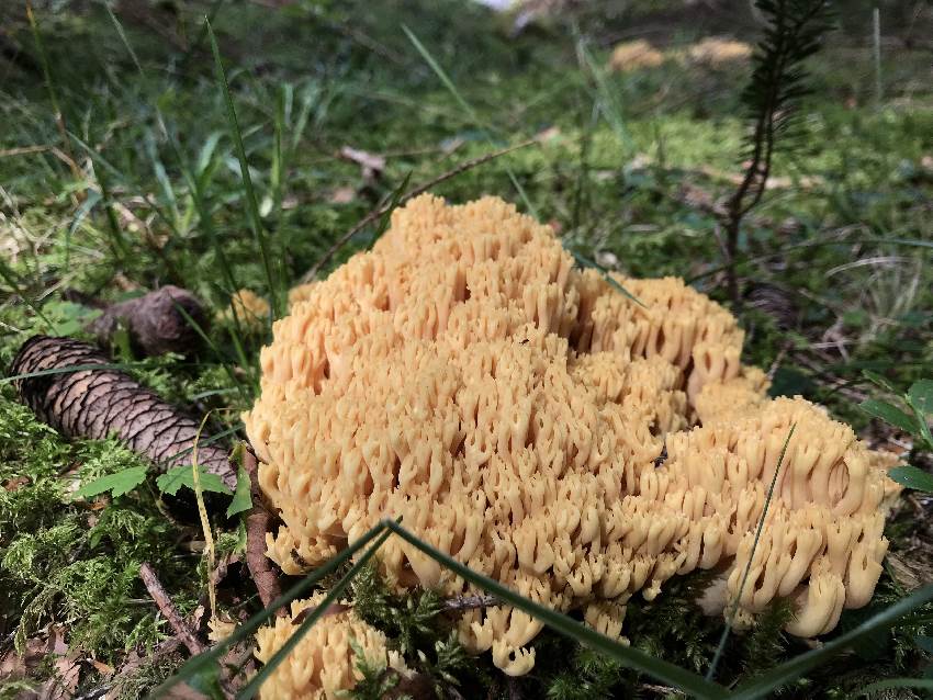 Wenn er goldgelb ist, sollte dieser Pilz essbar sein. 