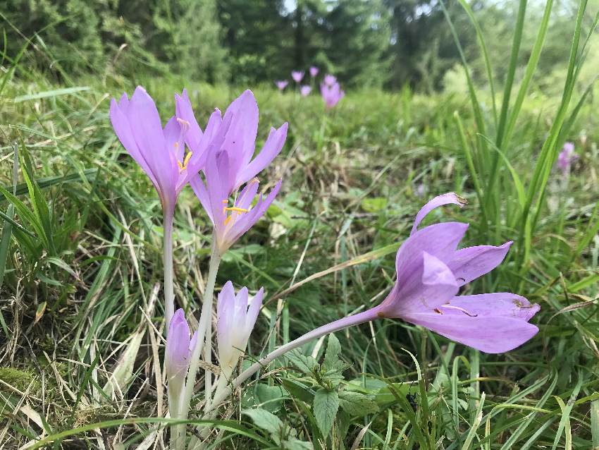 Neben dem breiten Weg auf den Simetsberg blühen die Herbstzeitlosen