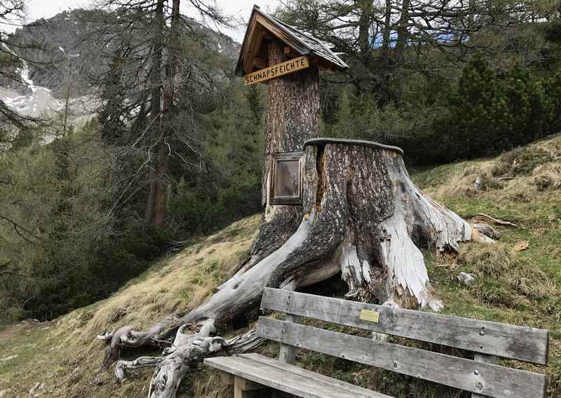 Die Schnapsfeichtn unterhalb vom Solsteinhaus im Karwendel