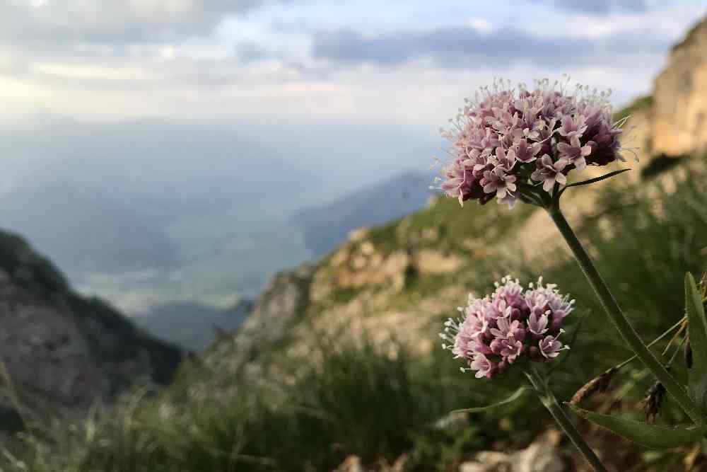 Eine tolle Stimmung auf der Sonnenaufgangswanderung im Rofan