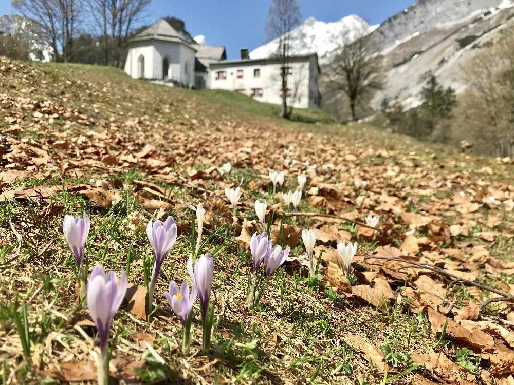 Frühlingswanderung bei der Krokusblüte im Karwendel nach St. Magdalena im Halltal