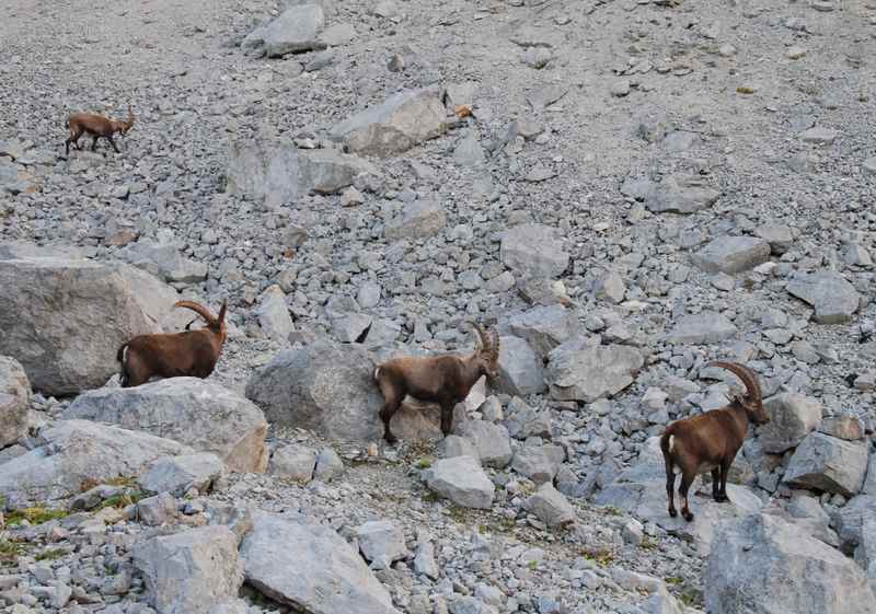 Und hier die Steinböcke im Karwendel, ein echtes Bergerlebnis in Tirol 