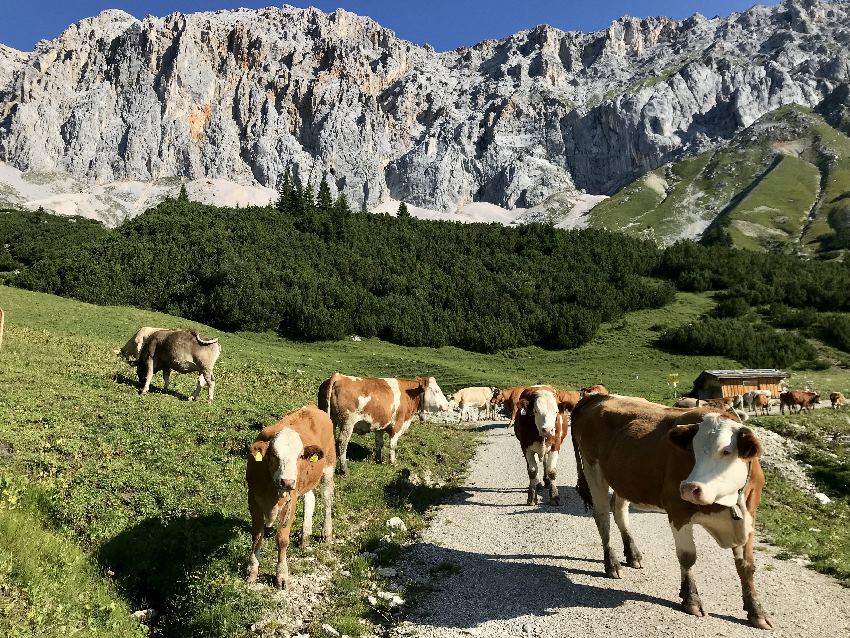 Bike & Hike Tour in der Leutasch: Von hier geht´s zu Fuß weiter zum Steinernen Hüttl