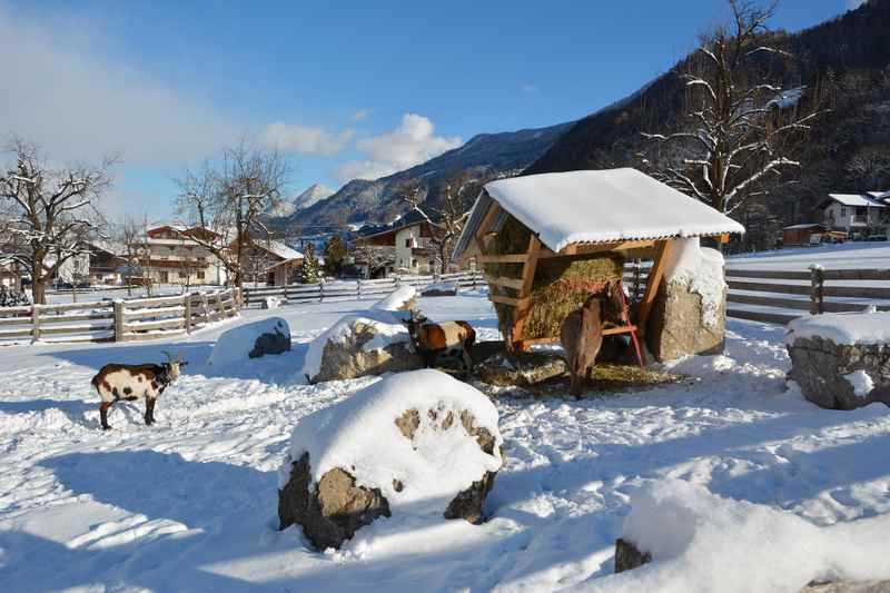 Gleich am Anfang der Winterwanderung finden wir den kleinen Streichelzoo mit Ziege und Esel