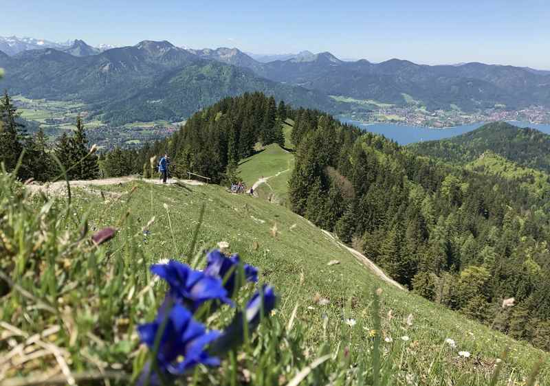 Und das ist die Aussicht samt Enzian von der Baumgartenschneid auf den Tegernsee