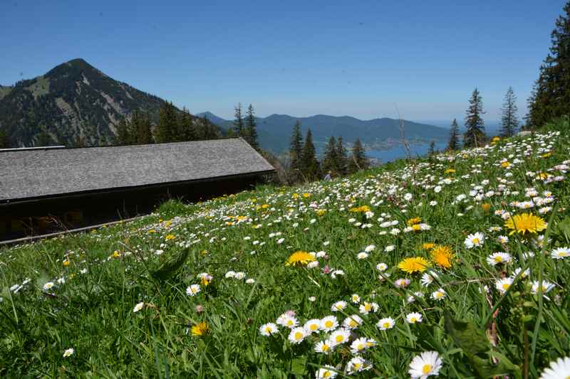 Die blumenreiche Bodenalm im Frühsommer auf der Bergwanderung zur Bodenschneid 