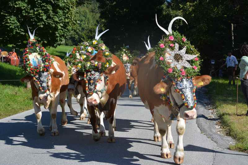 Sehr farbenfroh geschmückte Kühe beim Almabtrieb in Tirol, das Karwendel pflegt die Tradition