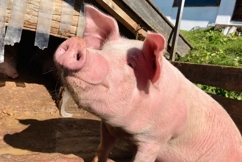 Sauwohl fühlen sich die Tiere auf der Dalfazalm im Sommer - so wie das Almschwein hier