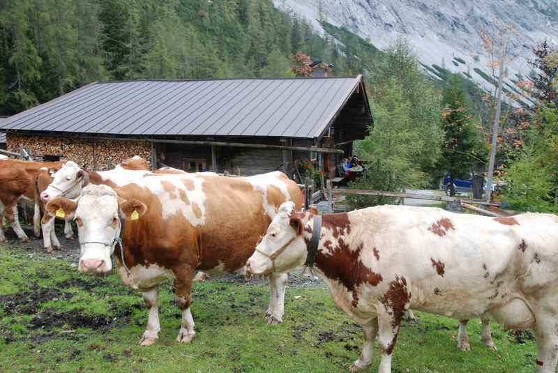 Bei der Stallenalm gibt es eine kurze Pause beim Almabtrieb in Tirol