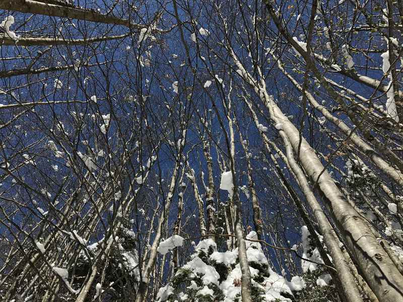 Der Blick zum blauen Himmel beim Schneeschuhwandern am Achensee