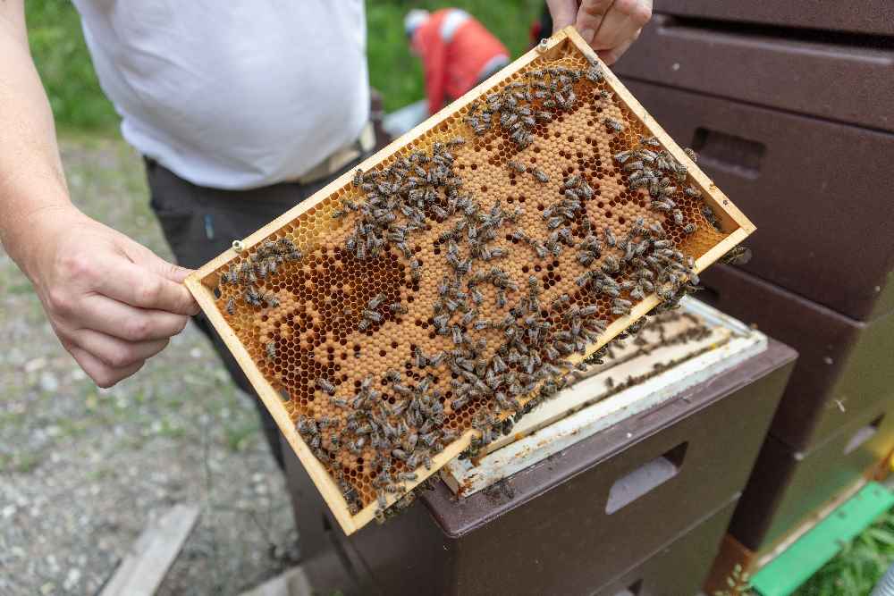 Was macht ein Imker im Winter? - diese Holzrahmen für den Bienenstock bauen. Foto: Albert Unterkircher