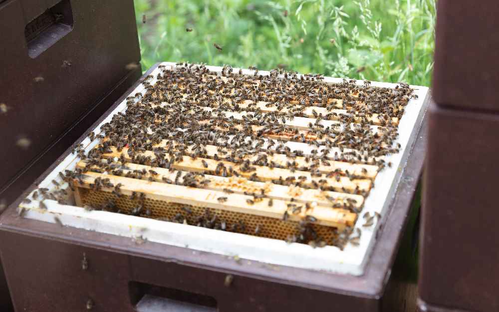 Was tun die Bienen alles für uns Menschen? Antworten liefern die Tiroler Honigtage. Foto: Albert Unterkircher