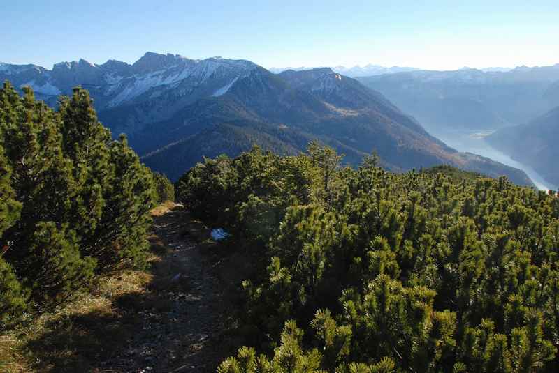 Zwischen Köglalm und Unnutz - der Blick zwischen den Latschen auf den Achensee