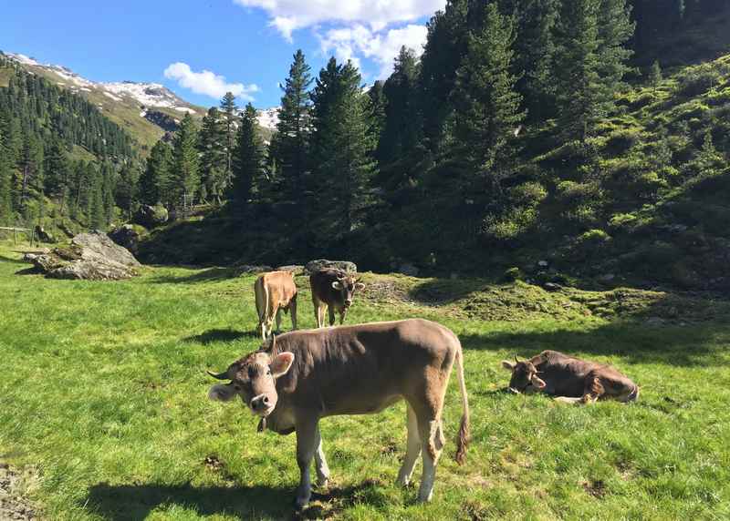 Im Voldertal wandern, oberhalb von Hall im Inntal 