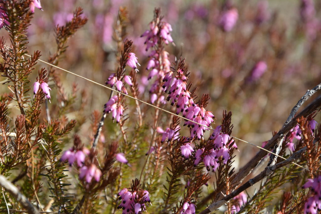 Im Frühling in Vorderriss wandern