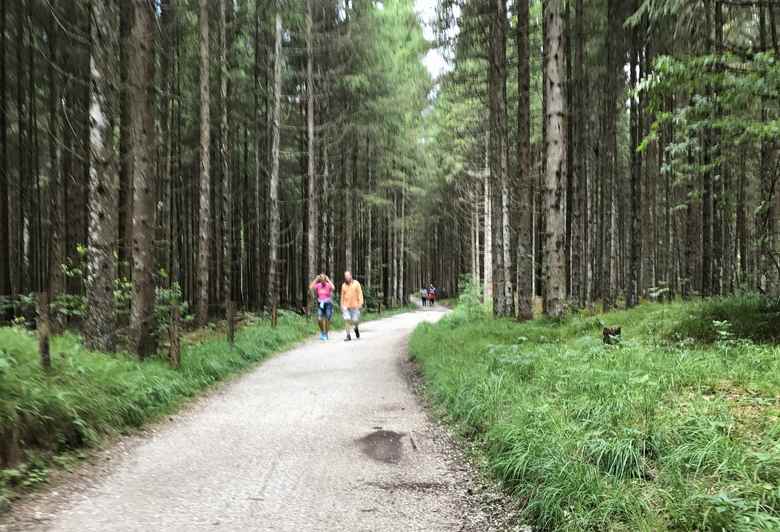 Zuerst noch das Stück durch den Wald wandern... 