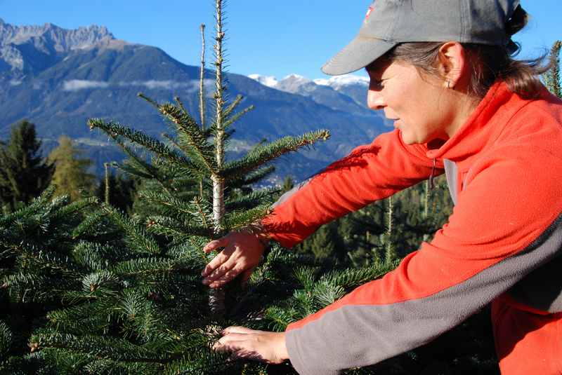 Jahre dauert es, bis der Weihnachtsbaum geerntet werden kann. Dazwischen ist viel Pflege zu machen, hier in Weerberg mit dem Karwendel 