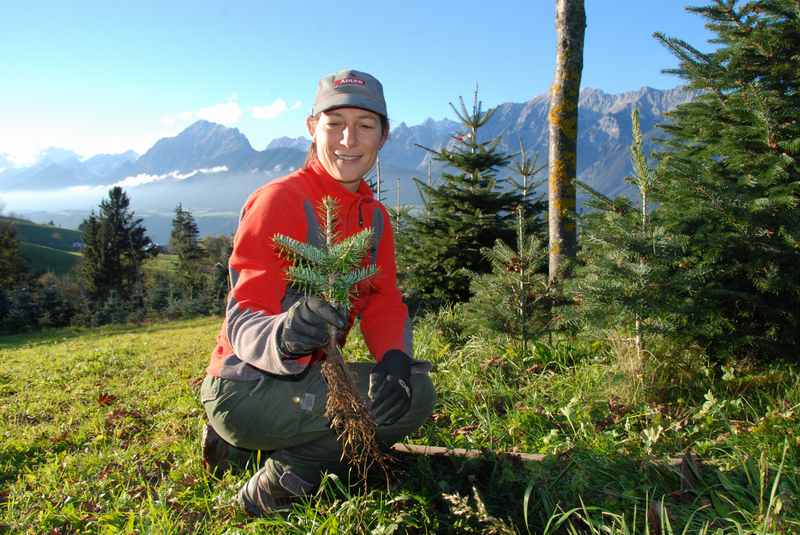 Weihnachtsbaum Tirol: Das Weihnachtsbaum Pflanzen gehört dazu, so klein sind die Setzlinge