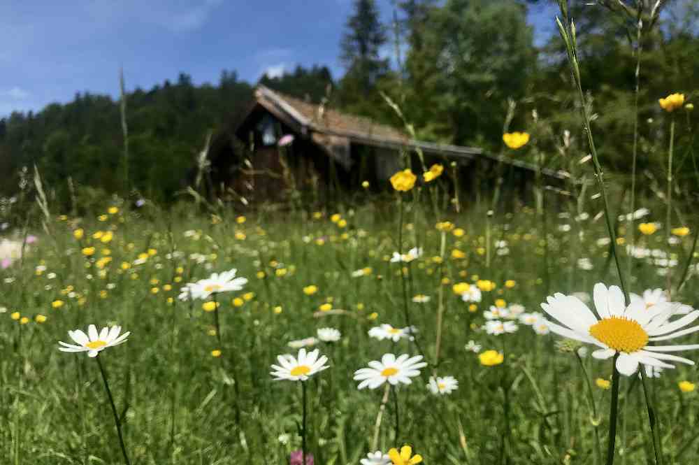 Die Blumenwiesen auf der Wanderung zum Barmsee