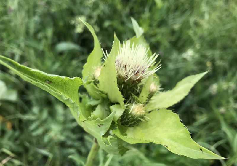 In den Wiesen blühen die verschiedensten Blumen und Pflanzen