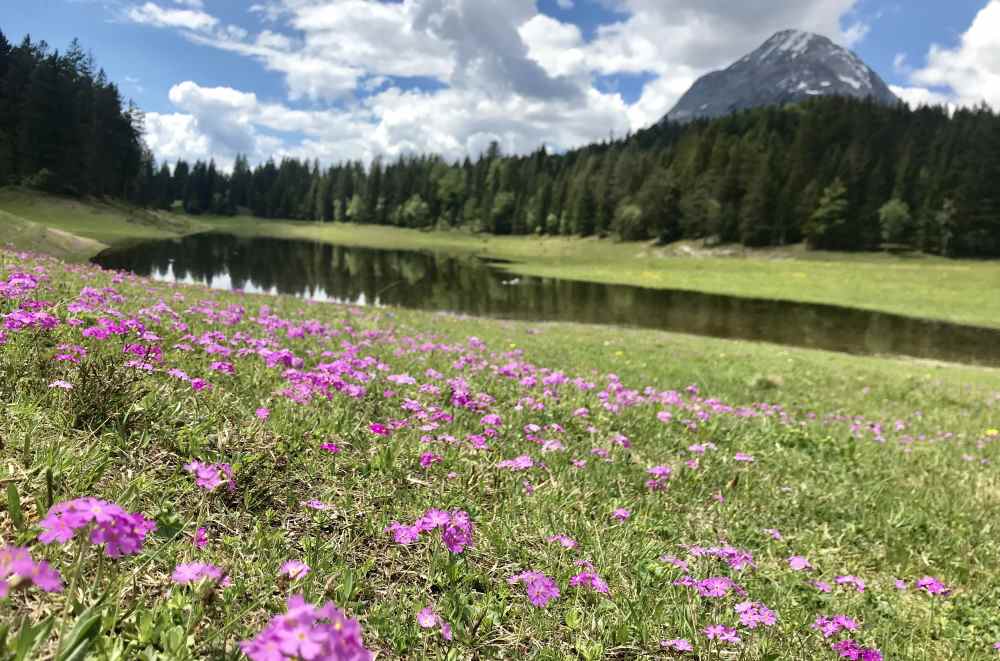 Im Mai blühen die Wiesen rund um den Wildmoossee in Seefeld