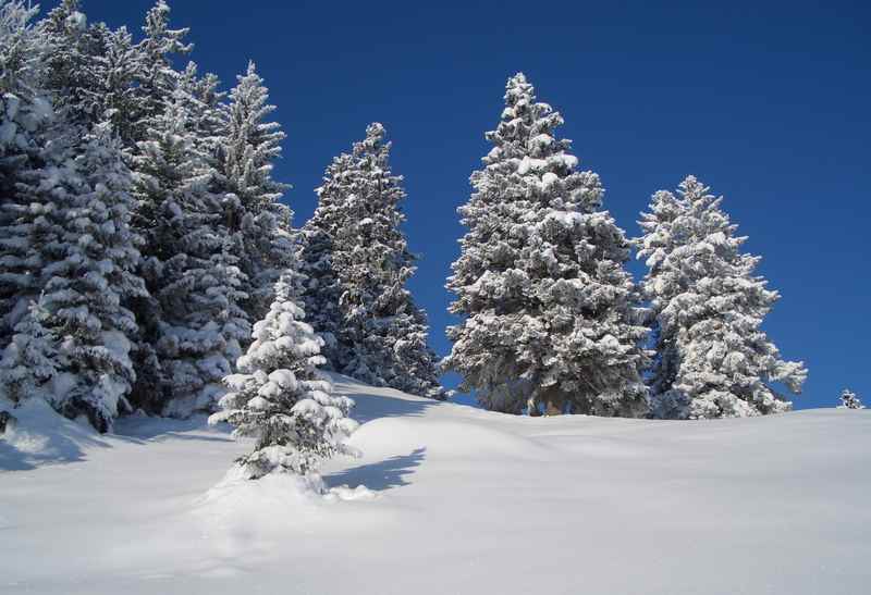 Die Winterwanderung zur Walderalm mit den verschneiten Bäumen