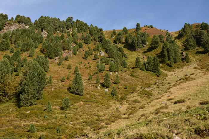 Hier ein Zirbenwald in den Tuxer Alpen - Zirben können sehr alt und groß werden 