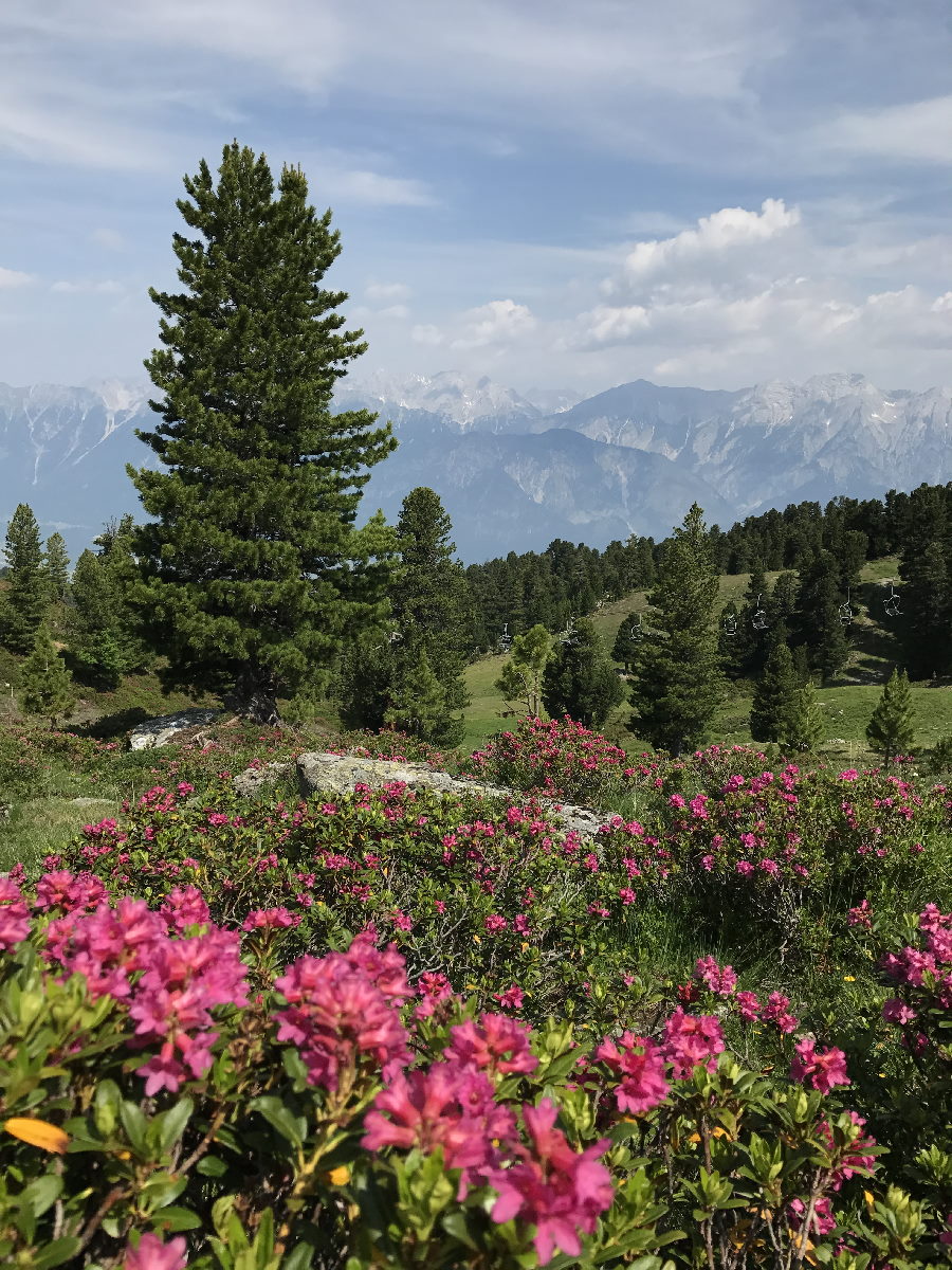 Auch das ist der Zirbenweg Innsbruck: Im Frühsommer kannst du zwischen den Zirben zahlreiche Almrosen bewundern. 