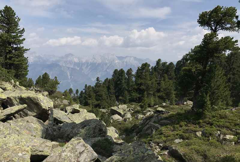 Auf dem Zirbenweg Innsbruck wandern mit meterhohen Zirben und dem Blick zum Karwendel