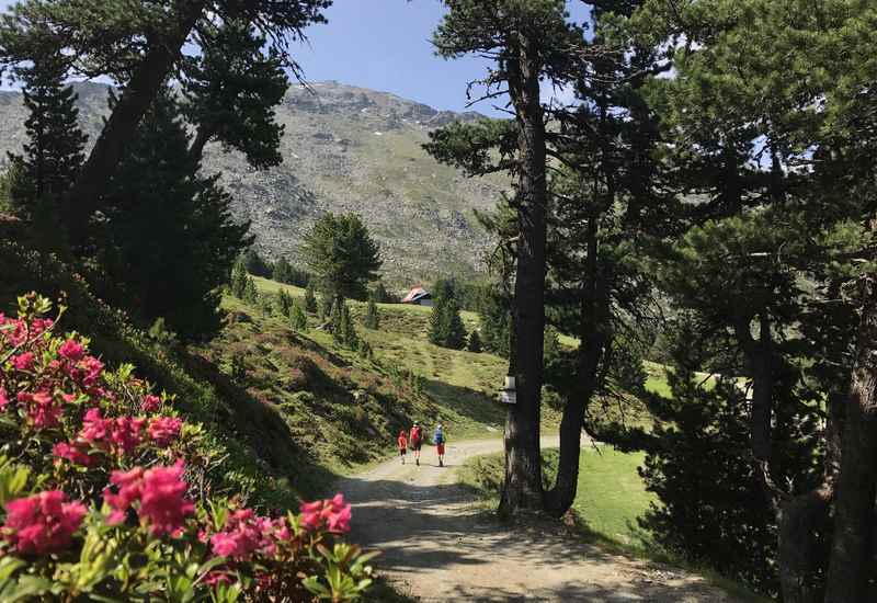 Der beliebteste Höhenweg zwischen Innsbruck und Hall in Tirol: Der Zirbenweg