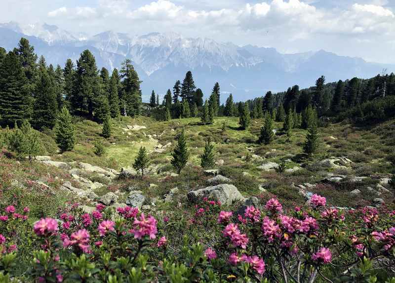 So schön ist die Zirbenweg Wanderung, wenn im Juni die Almrosen blühen