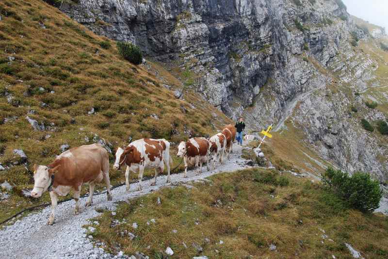 Die schwierige Stelle des Almabtrieb: Auf dem Lamsenjoch über den schmalen Steig zur Lamsenjochhütte