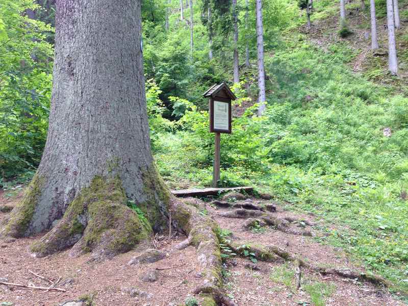 Höchste Fichte in Tirol: Die Notburgafichte