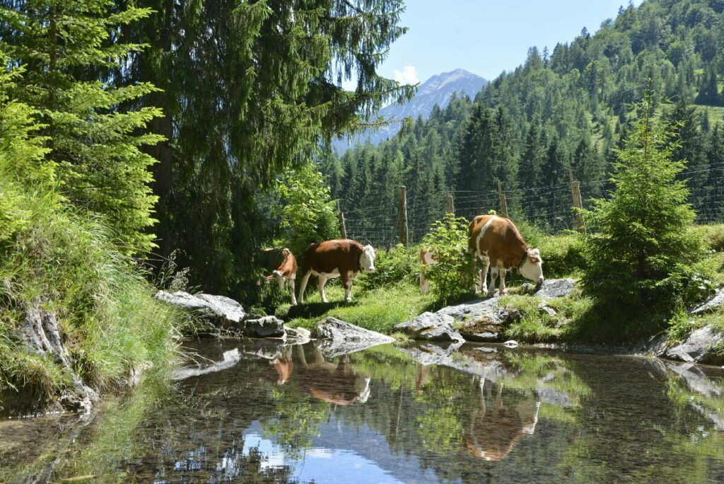 Idyllisch in Achenkirch wandern